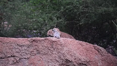 The leopard mother emerges from behind the boulder in Jawai national park Stock Footage 282442695