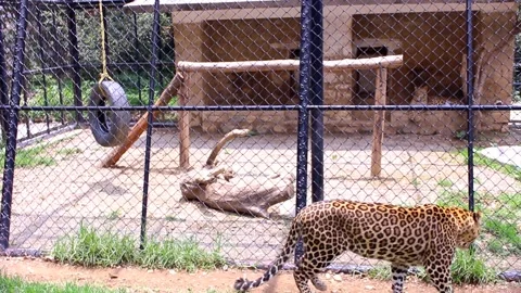 Leopard in Motion at Zoo 스톡 동영상 338234859