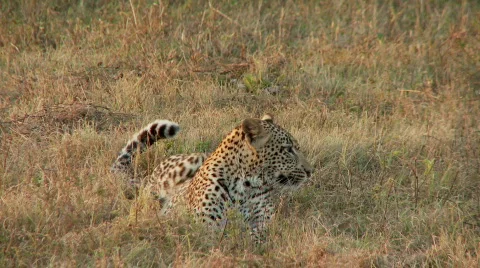Leopard on the move Видео 637714