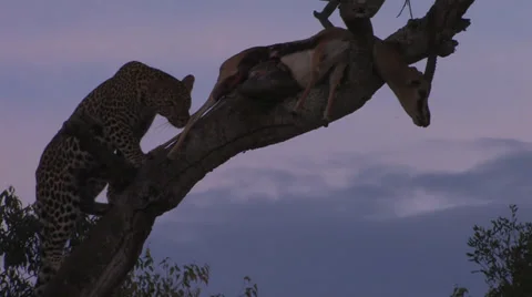 Leopard move rest of way up tree to her kill Stock Footage 22787264
