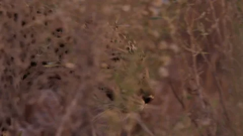 Leopard on the move in thick grass Stock Footage 159405375