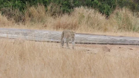 Leopard on the move at a waterhole Stock Footage 160602935