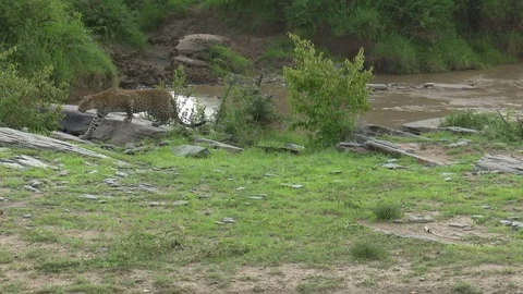 LEOPARD MOVES ALONG STREAM Video stock 76131947