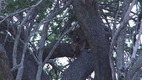 A leopard moves his kill to settle well in the tree Vídeos de archivo 104382338