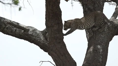 Leopard Moves Through Trees Video stock 51941527
