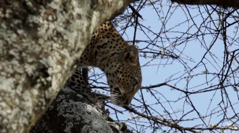 LEOPARD MOVES IN TREE 動画素材 48475448