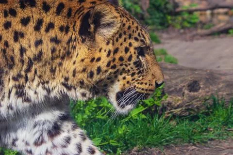 Leopard is moving from the left to the right Fotos de archivo