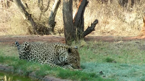 Leopard in namibia, eating Stock Footage 55587658