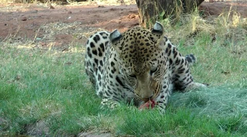 Leopard in namibia, eating Stock Footage 55587686