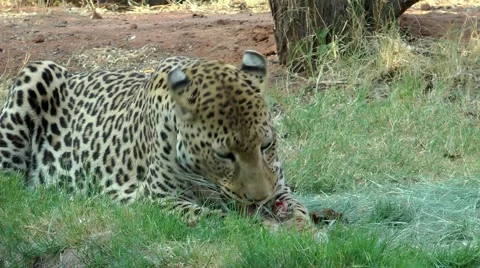 Leopard in namibia, eating Stock Footage 55587722
