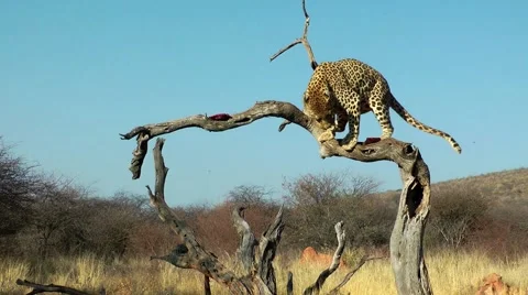Leopard in namibia, eating Stock Footage 55587724