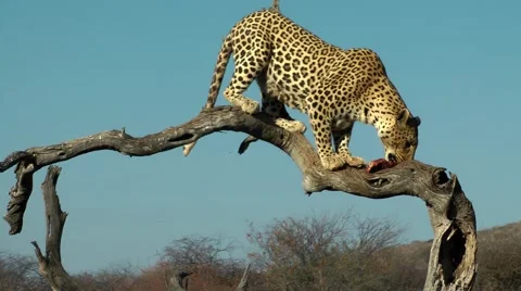 Leopard in namibia, eating Stock Footage 55587726