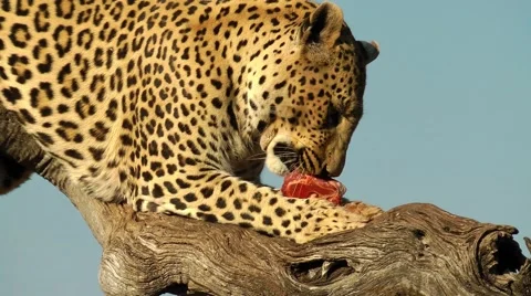 Leopard in namibia, eating Stock Footage 55587813