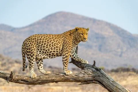 The Leopard in Namibia Stock Photos