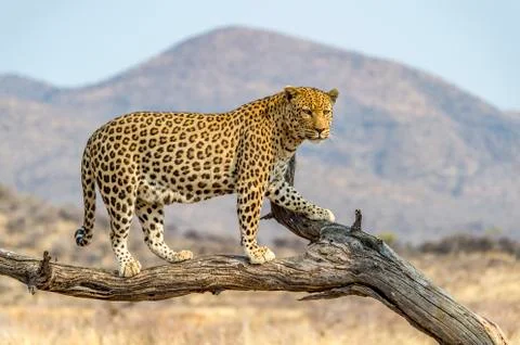 The Leopard in Namibia Stock Photos