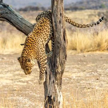 The Leopard in Namibia Stock Photos