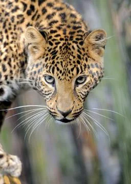 Leopard in nature Fotos Stock