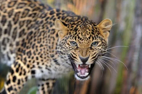 Leopard in nature Stock Photos