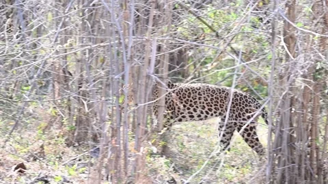 Leopard navigating through the trees in Tadoba national park Stock Footage 307842853