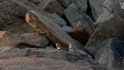 Leopard Neelam with cub Bera 스톡 동영상 330947485