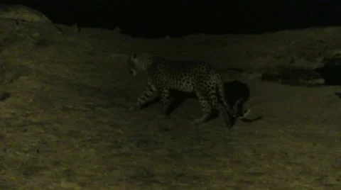 Leopard at night Video stock 12132989