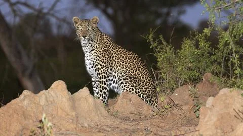Leopard at night Foto stock