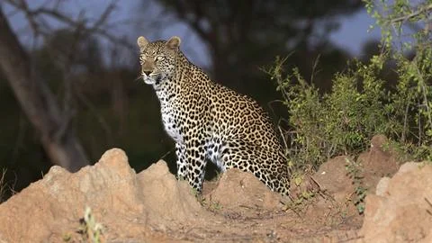 Leopard at night Stockfoto's