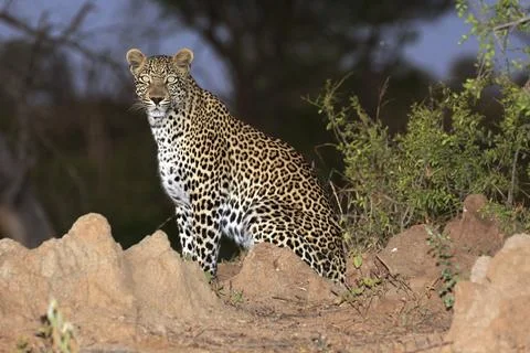 Leopard at night Foto stock