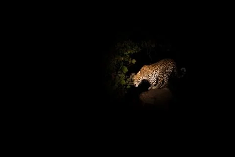 Leopard in the night on top of the tree Stock Photos