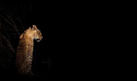 Leopard in the night wild looking to the darkness Foto stock