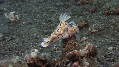 Leopard Nudibranch Stock Footage 229906467