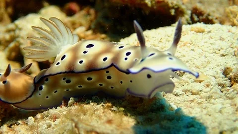 Leopard nudibranch trailing Stock Footage 119878926
