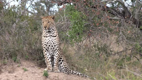 Leopard Observing Surroundings in African Game Park Stock Footage 256624938