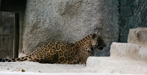The leopard is one of the five extant species in the genus Panthera. Stock-Fotos