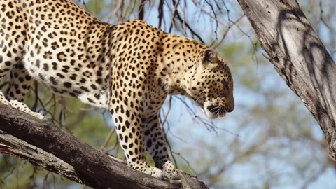 Leopard or panther on a tree with eye contact during outdoor jungle safari at Stock Footage 159267612
