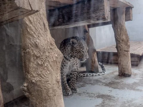 Leopard at Oradea Zoo, Romania Stock Photos