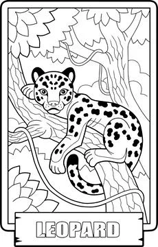 Leopard, outline illustration, coloring page Stock Illustration