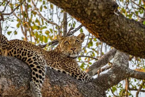 Leopard over tree branch looking to the distance Foto stock