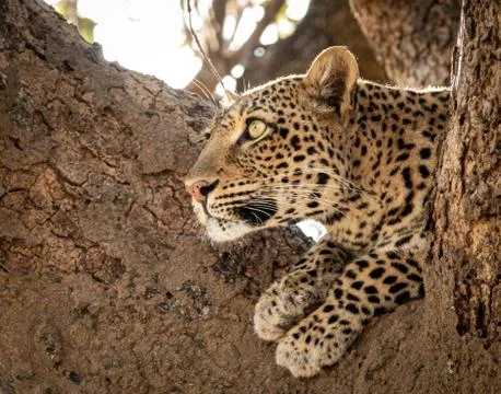 Leopard over the tree watching for preys Foto stock