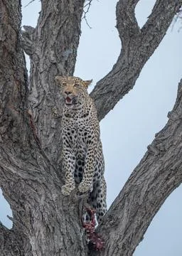 Leopard overlooking its surroundings Stock Photos