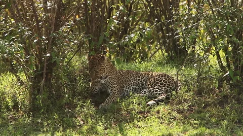 Leopard, panthera pardus, Adult laying on Grass, Grooming itself, Masai Mara Stock Footage