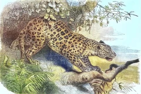 Leopard Panthera pardus also panther or panther 1869 Africa Historic digitally Stock Illustration