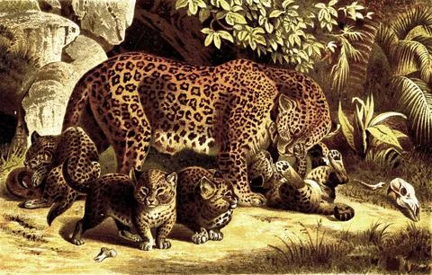 Leopard Panthera pardus also panther or panther is a species of the cat family Stock Illustration