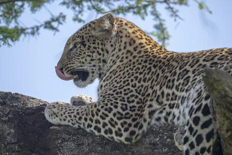 Leopard (Panthera pardus), also panther or panther, animal portrait, licking its Fotos Stock