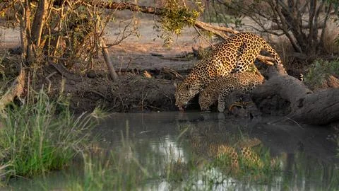 Leopard, Panthera pardus, and her cub drinking. 스톡 사진