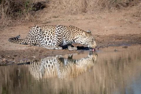 A leopard, Panthera pardus, bends down to drink water from a waterhole Foto stock