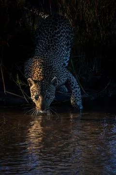 A leopard, Panthera pardus, bends down to drink Foto stock