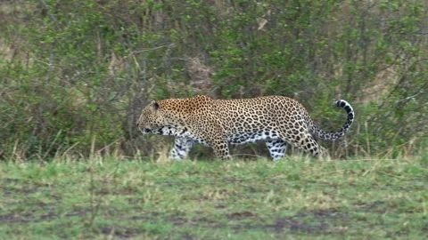 Leopard - Panthera pardus, big spotted yellow cat in Africa, side walking  Stock Footage 164766138