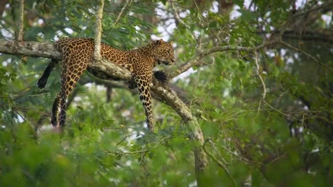 Leopard - Panthera pardus, big spotted yellow cat in India, genus Panthera cat f Video stock 262671331