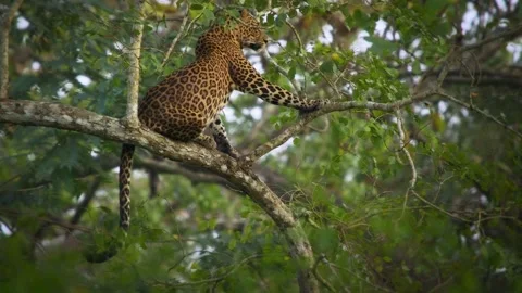 Leopard - Panthera pardus, big spotted yellow cat in India, genus Panthera cat 0 Video stock 262671404